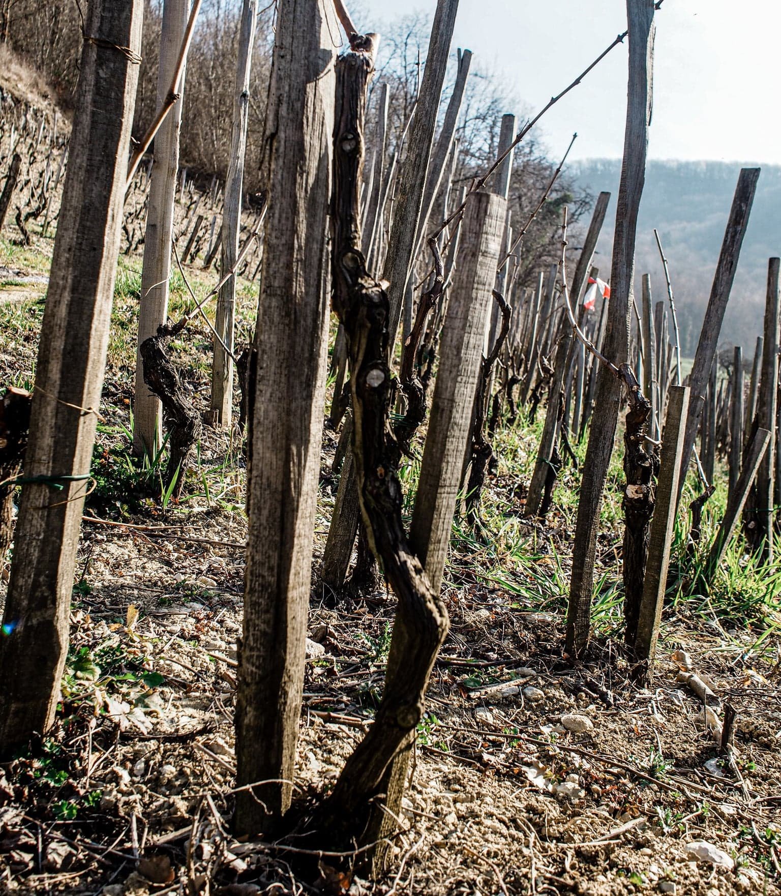 Domaine Ganevat | LITTLEWINE | The knowledge platform
